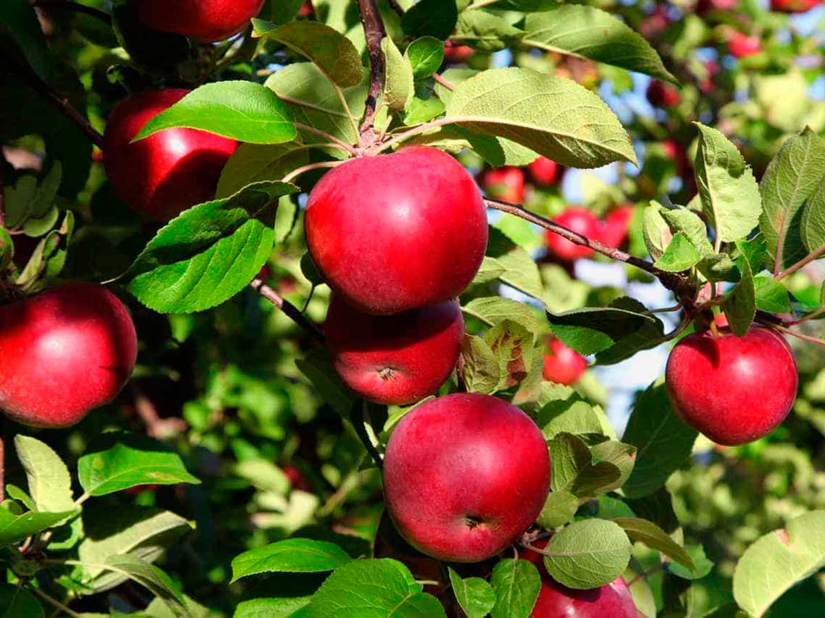 Apple tree pruning: characteristics, types and tips