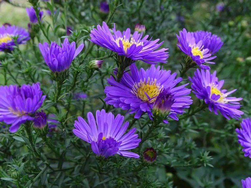 Aster care, the most popular flowers