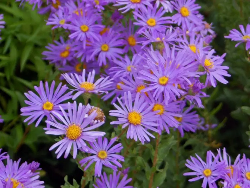 Aster plant, perfect for decorating small corners