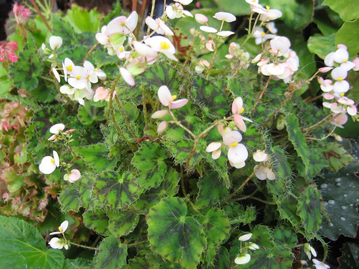 Begonia cleopatra: An ideal plant to decorate any patio
