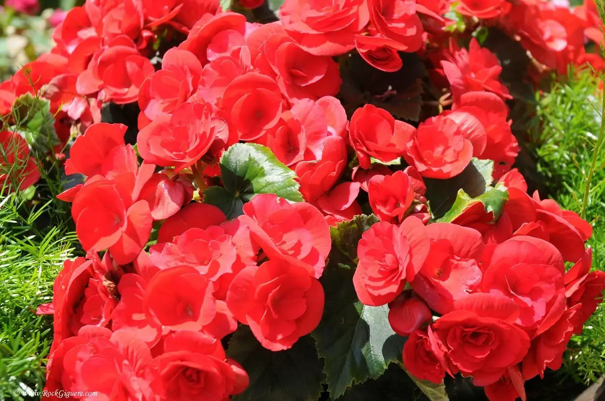 Begonia elatior: how is it cared for?