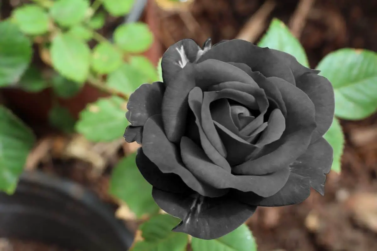 Black flowers: characteristics, curiosities and examples