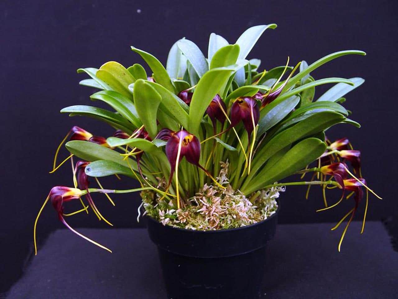 Black orchid, a unique plant