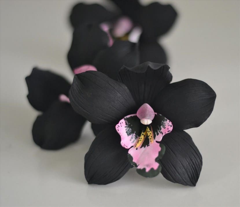 Black orchid care | Gardening On