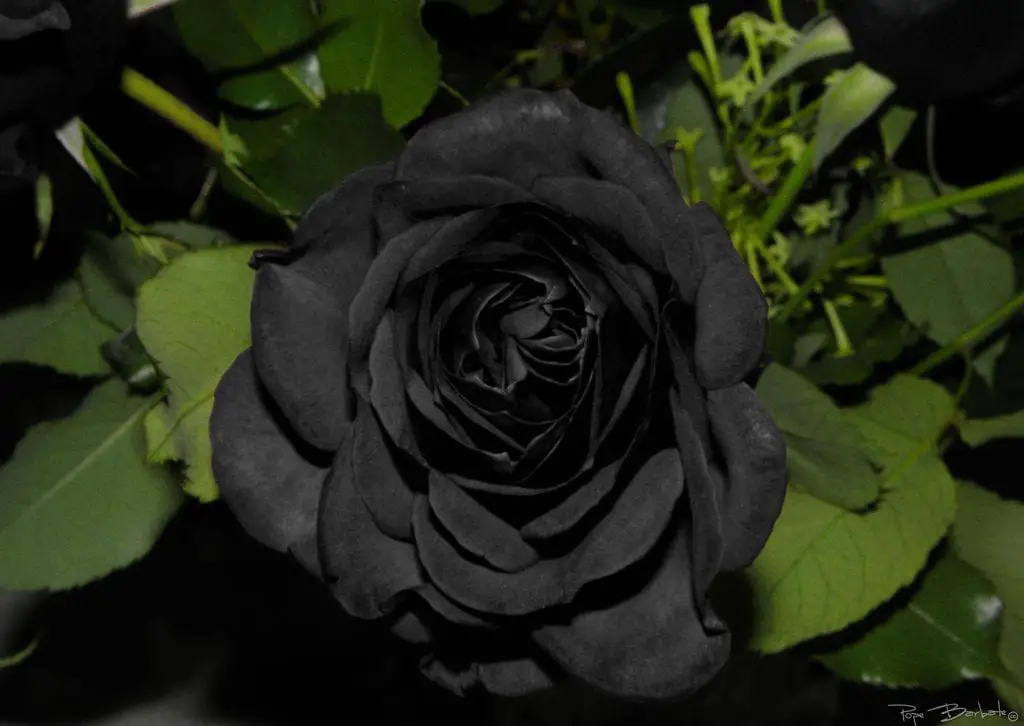Black roses, do they exist naturally?