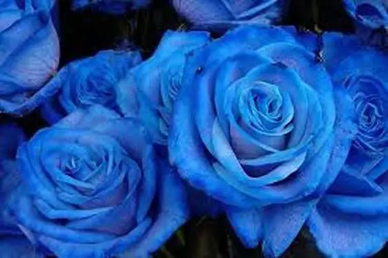 Blue roses, the most desired
