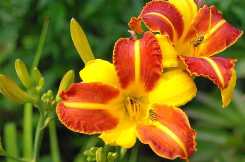 Brighten up your summer with Hemerocallis flowers