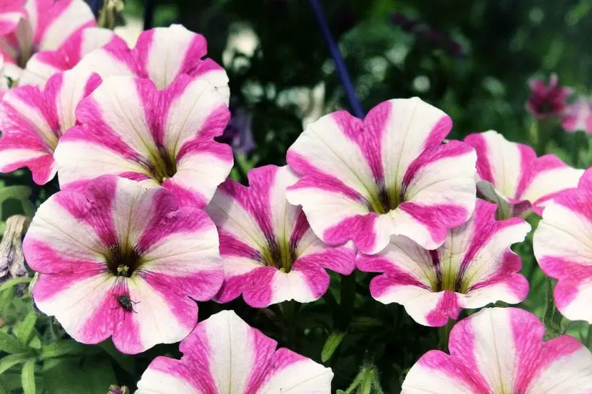 Brighten your life with petunia