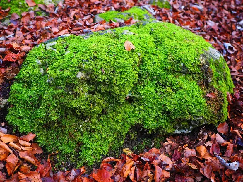 Classification and characteristics of bryophyte plants