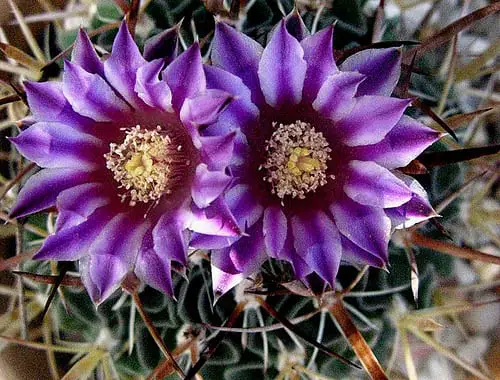 Cactus Flowers | Gardening On