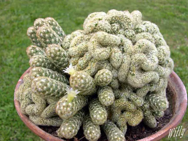 Cactus Graft Multiplication | Gardening On