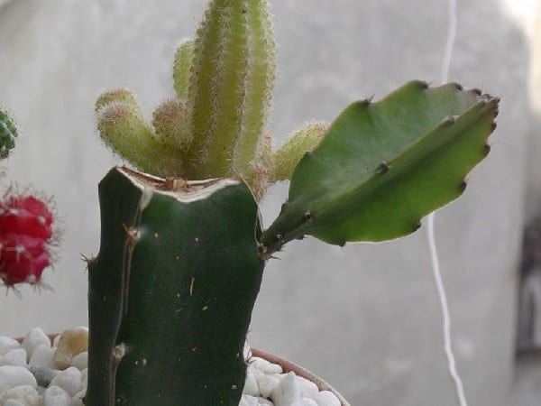 Cactus II Graft Multiplication | Gardening On
