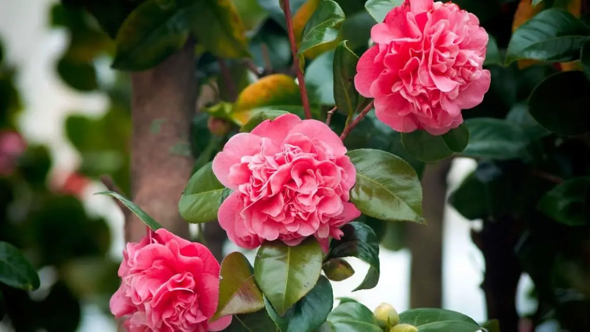Camellias: care and reproduction. The best tricks