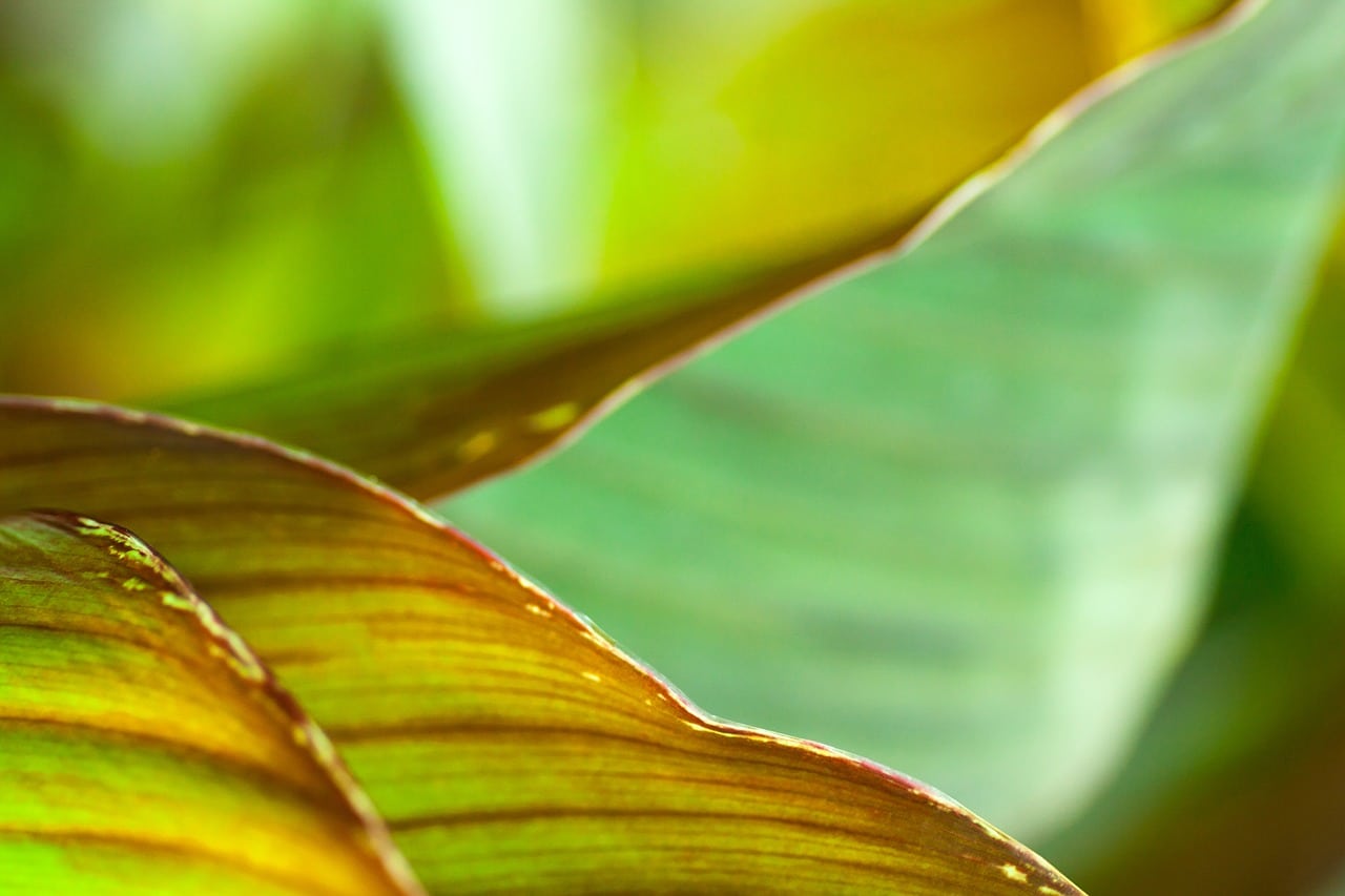 Canna indica care | Gardening On