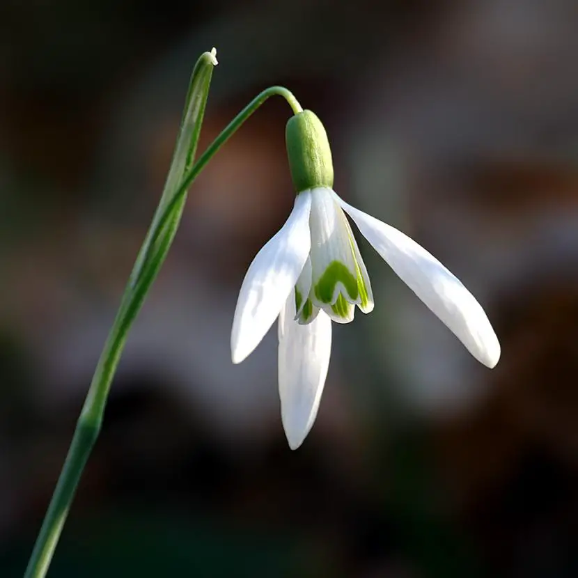 Care and cultivation of snowdrops
