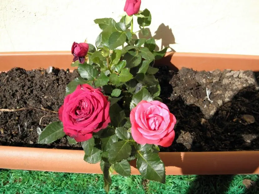 Care for growing roses in pots
