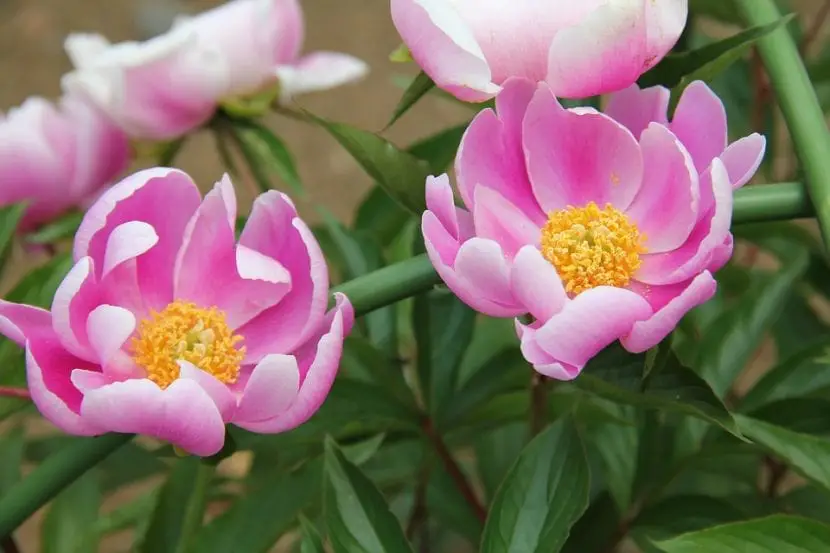 Caring for Paeonia lactiflora, the flower most resistant to cold