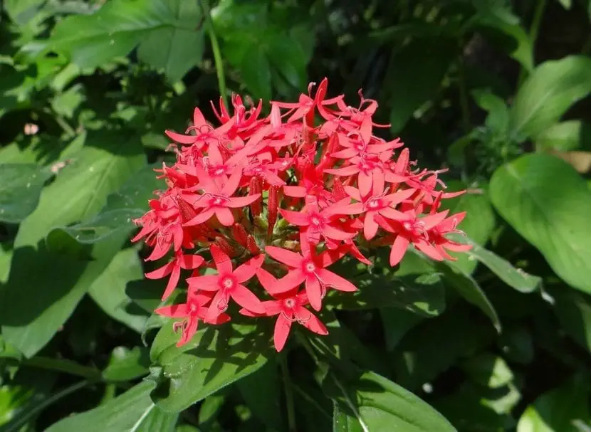 Caring for Pentas lanceolata, a wonderful garden flower