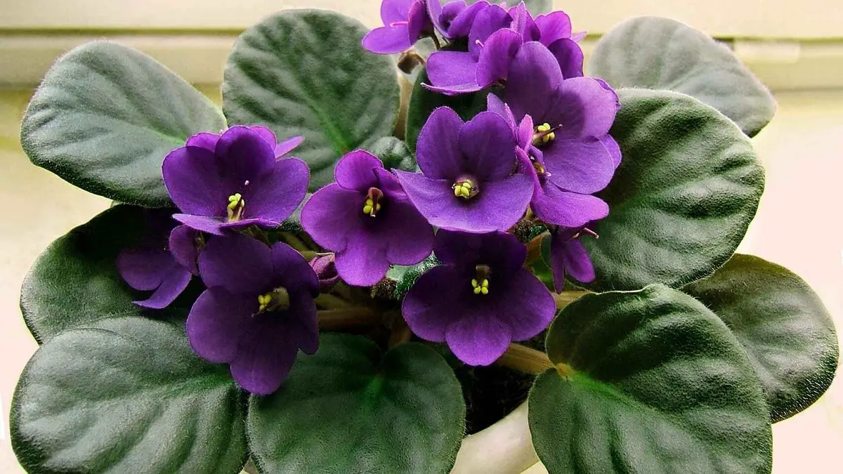 Caring for flowering indoor plants