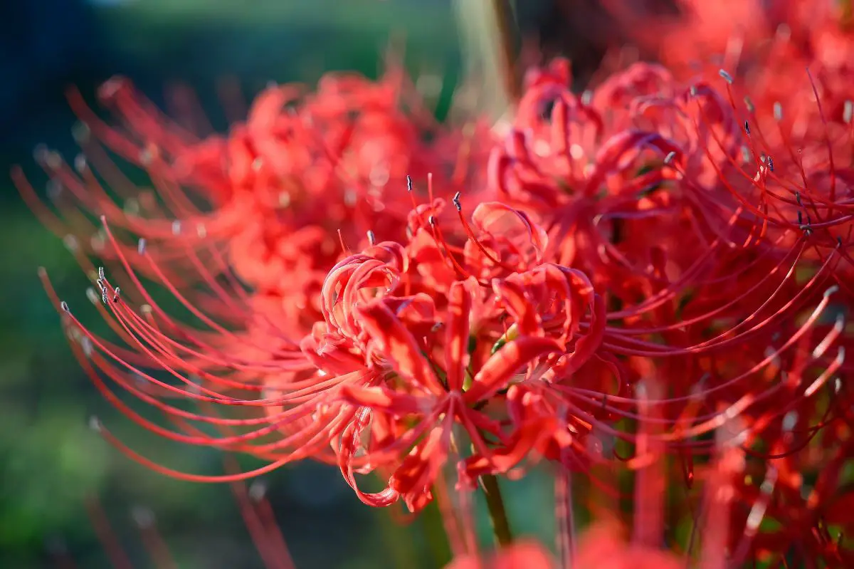 Caring for the Lycoris radiata or hell flower