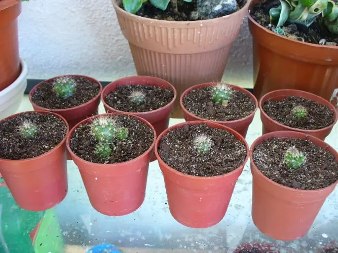 Change of Pots and Cactus Transplant