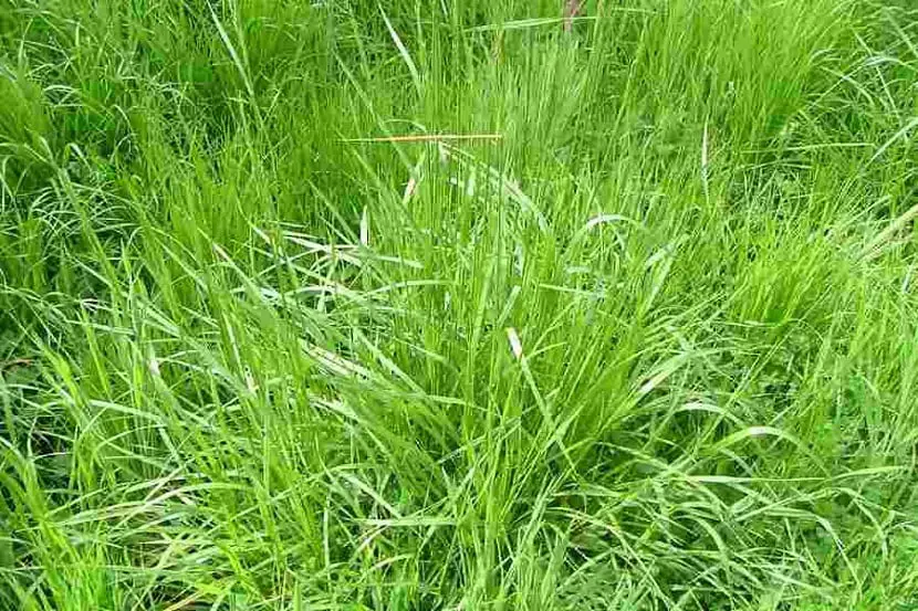 Characteristics, advantages and uses of the Festuca arundinacea as grass