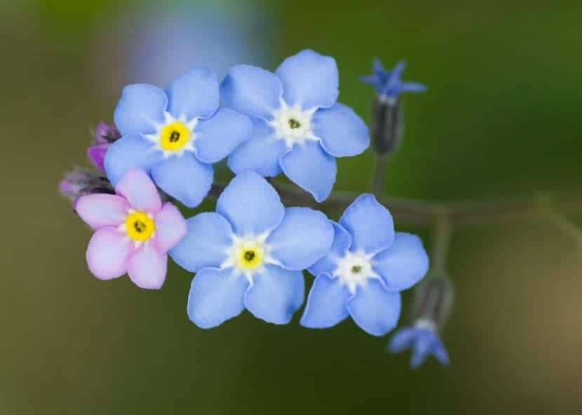 Characteristics and care of forget-me-nots