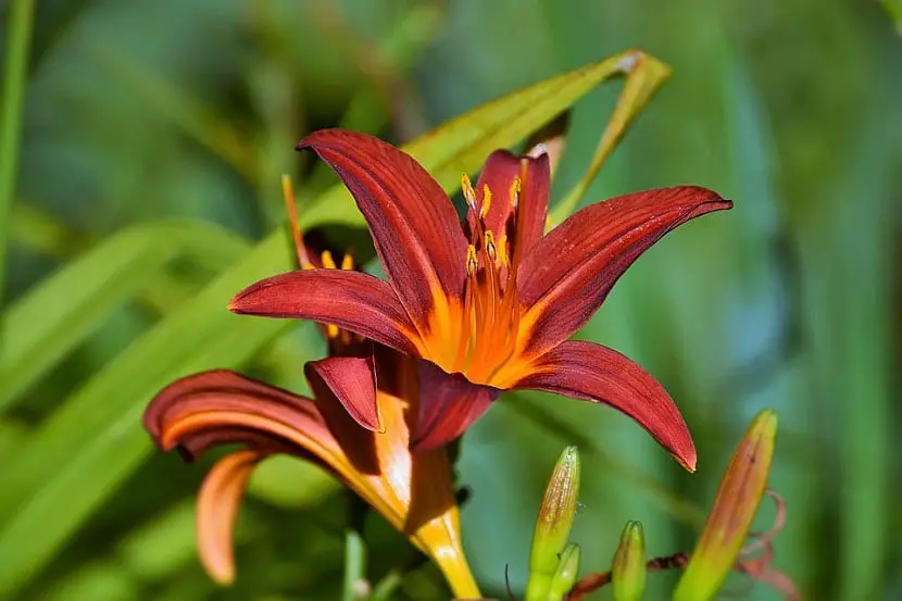 Characteristics and care of red lilies