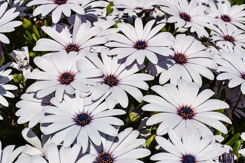 Characteristics and care of the African Daisy
