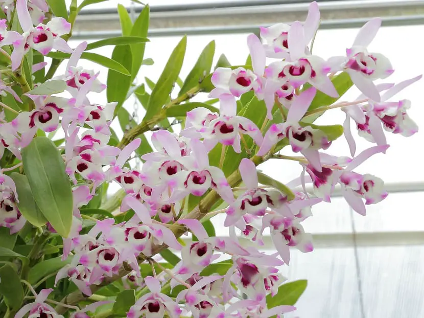 Characteristics and necessary care of Dendrobium nobile
