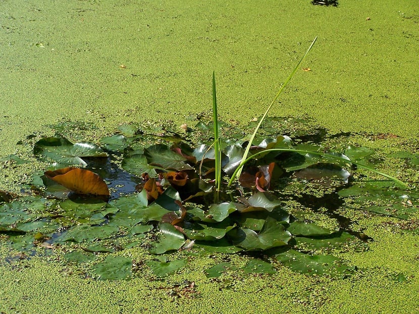 Characteristics and reproduction of the Duckweed