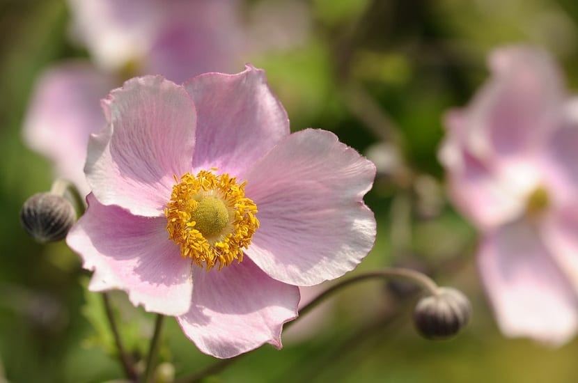 Characteristics, care and cultivation of the anemone