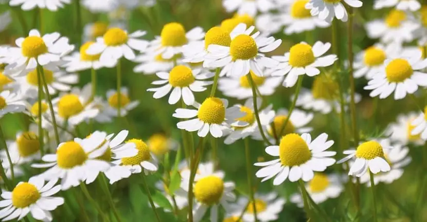 Characteristics, care and properties of chamomile