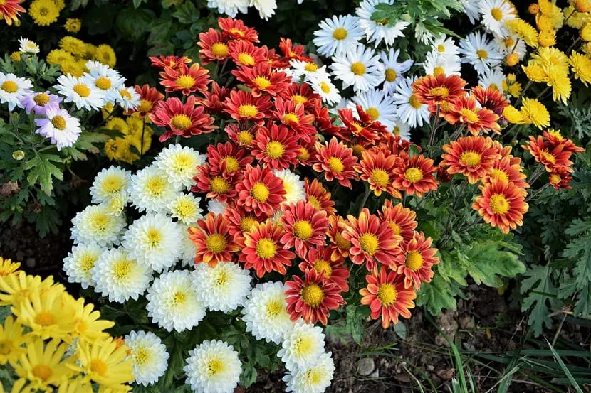 Characteristics, care and uses of Chrysanthemum Segetum