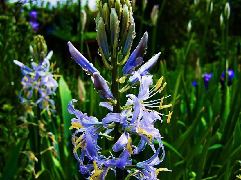 Characteristics, cultivation and care of the forest hyacinth