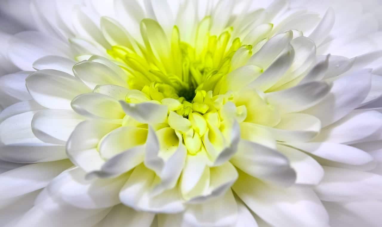 Characteristics, curiosities and care of the white chrysanthemum