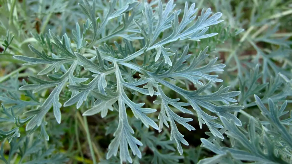 Characteristics, uses and care of Artemisia absinthium