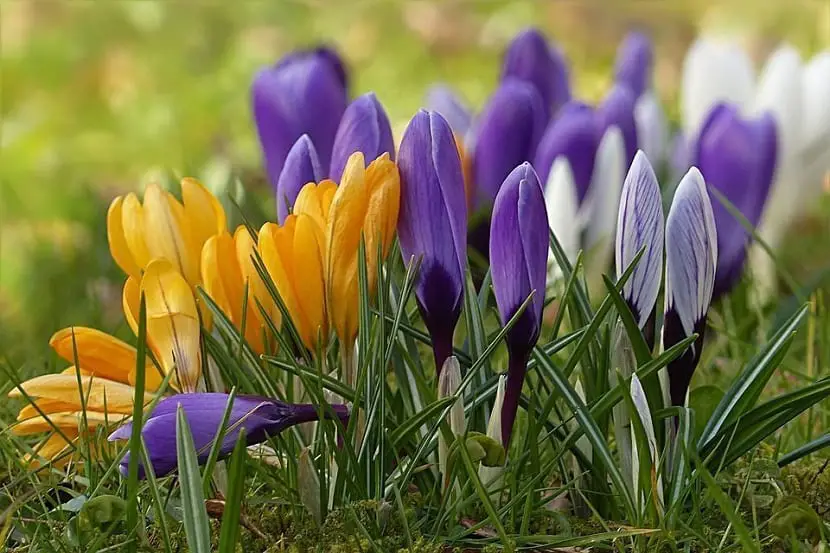 Characteristics, uses and care of plants of the genus Crocus