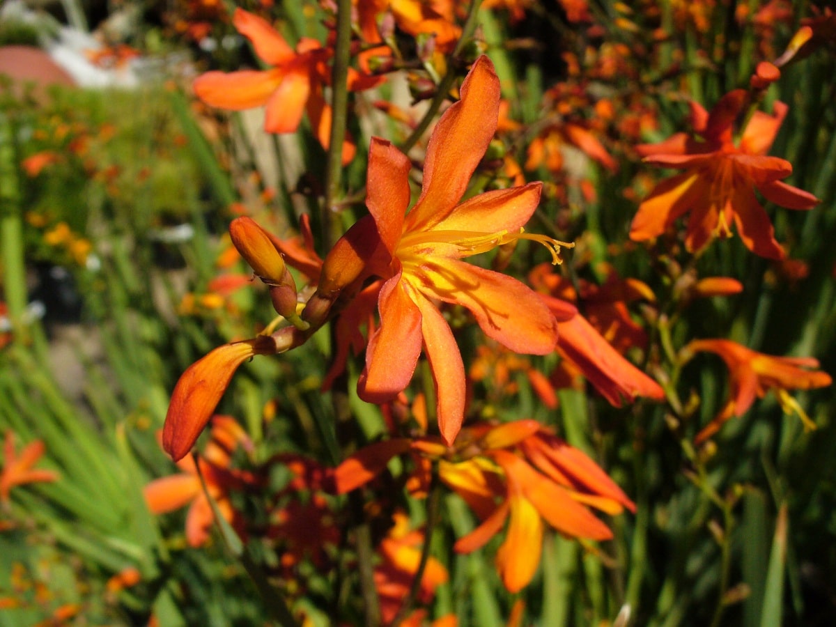 Characteristics, uses, flowering and care of crocosmia