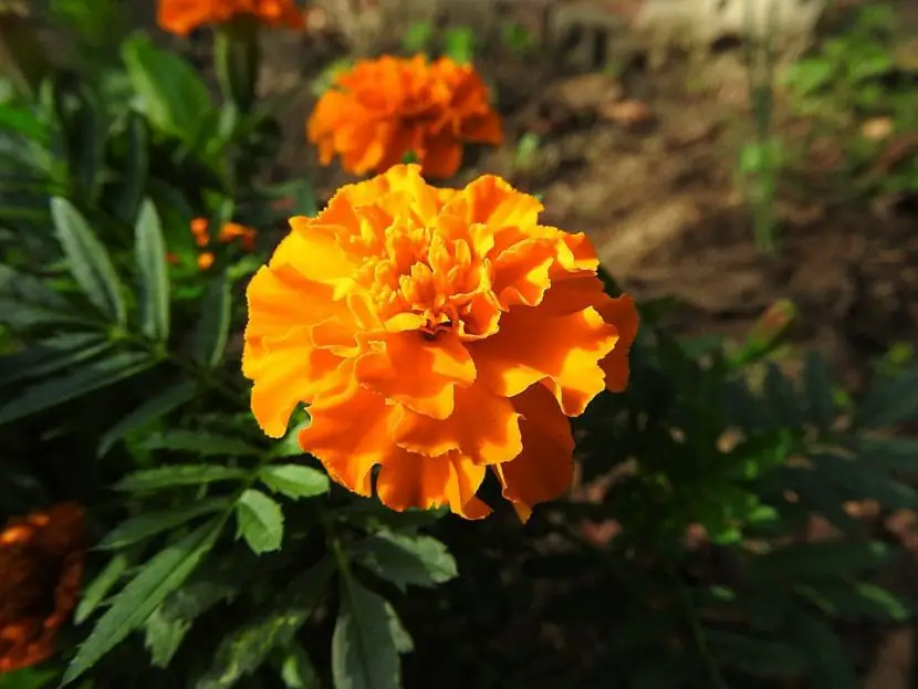 Chinese carnation, a flower plant suitable for beginners