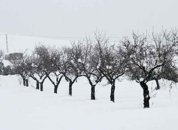 Choosing Fruit Tree Species According to the Weather
