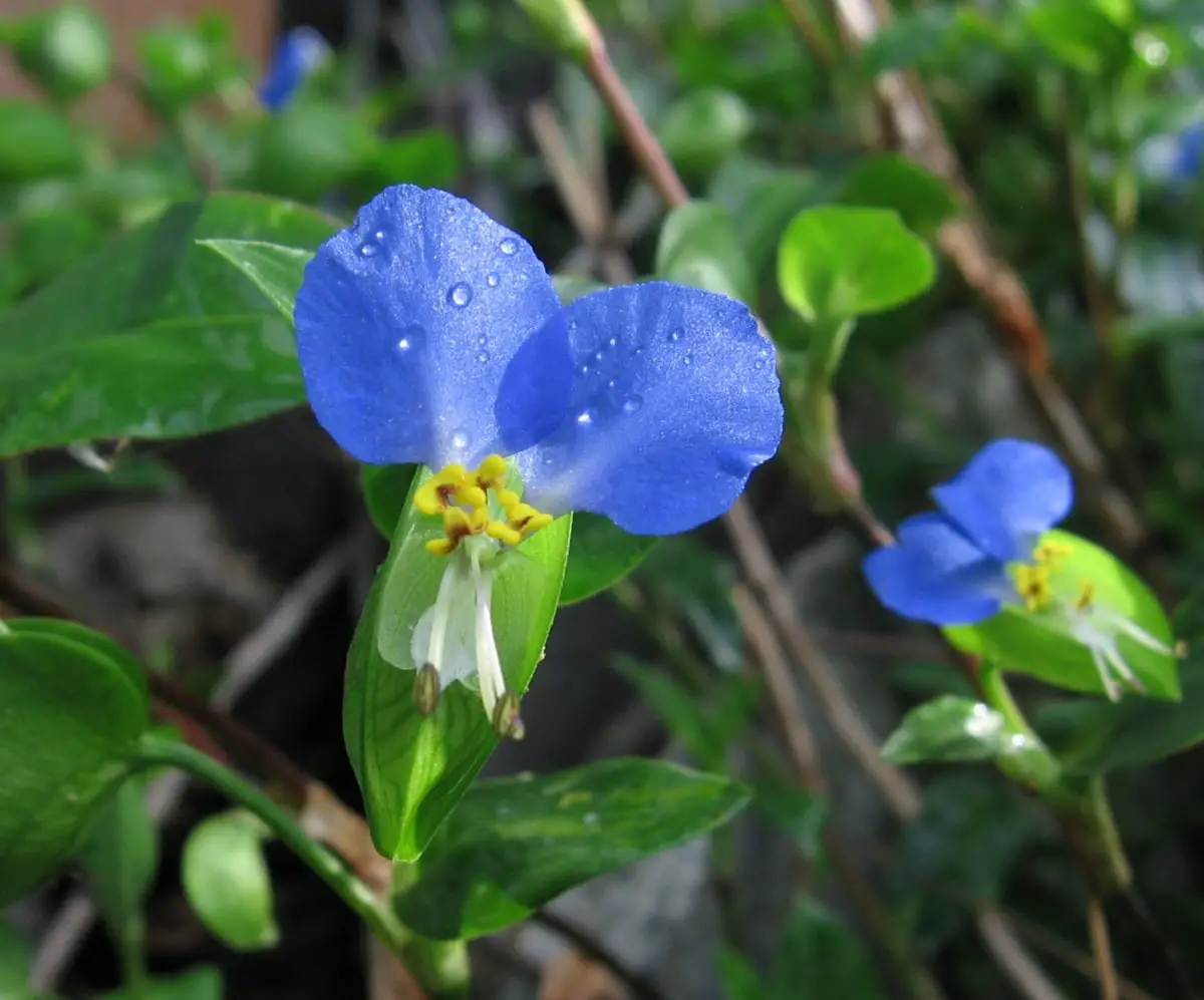 Commelina commons: characteristics, distribution and care