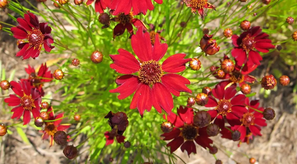 Coreopsis tinctoria: characteristics, cultivation and care
