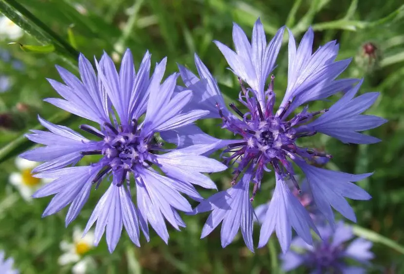 Cornflower, the most striking blue flower