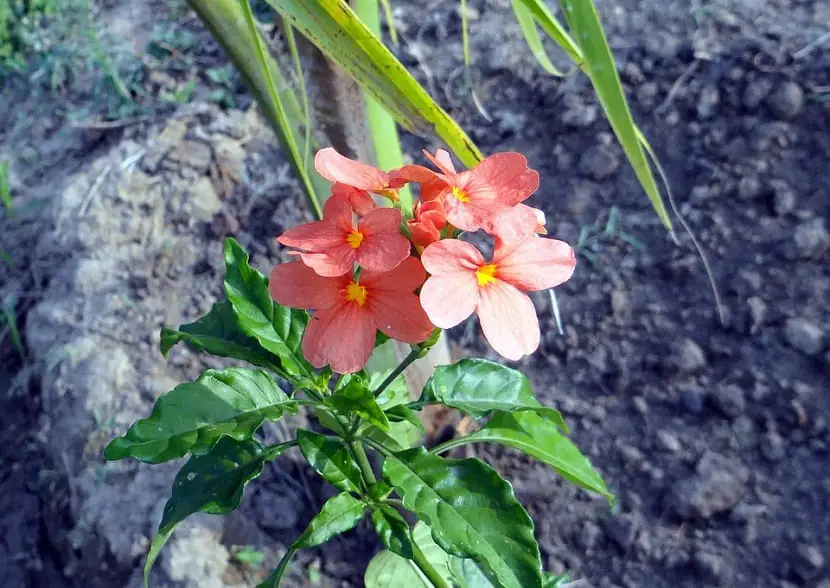 Crossandra, flowers for the whole year
