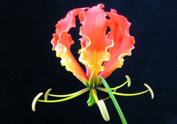 Cultivation and care of the spectacular Gloriosa superba