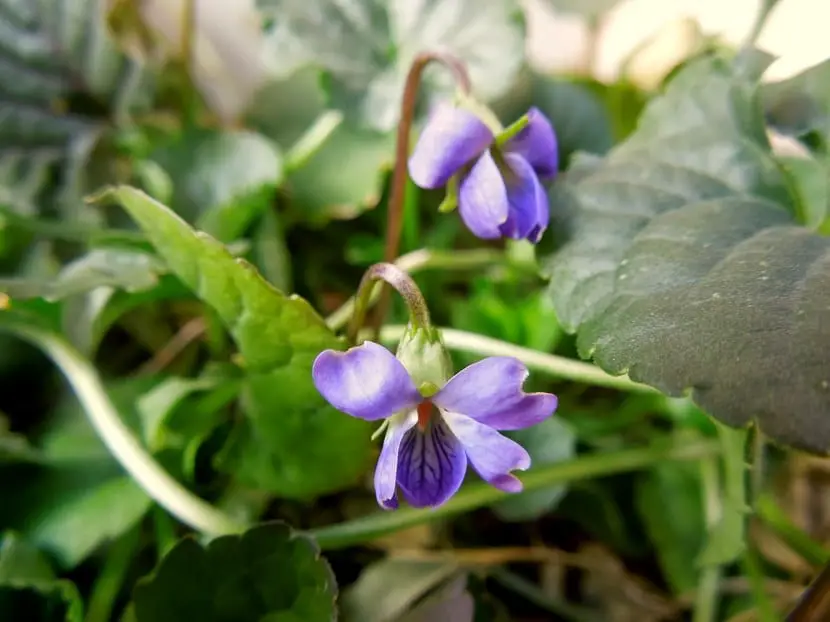 Cultivation of scent violets | Gardening On