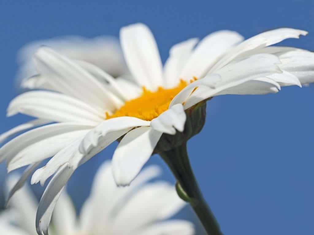 Curiosities about daisies | Gardening On