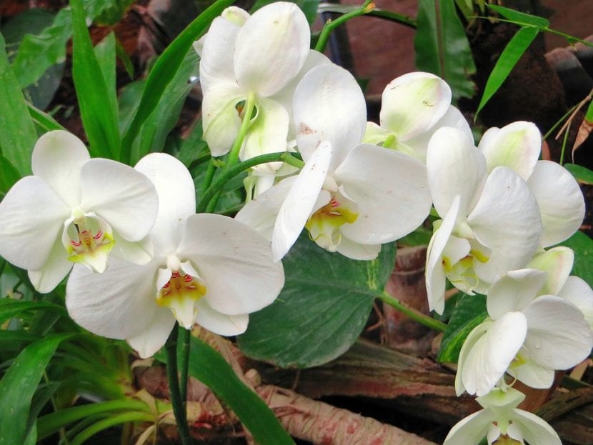 Cymbidium, an orchid suitable for beginners