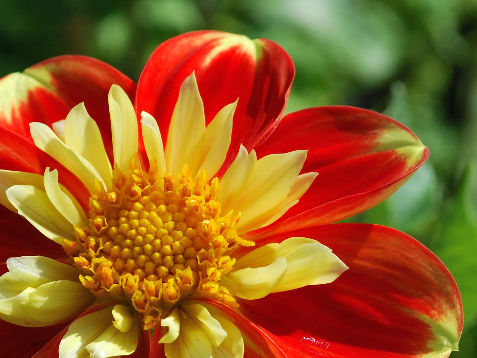 Dahlia pinnata: What is it, care, pests and diseases
